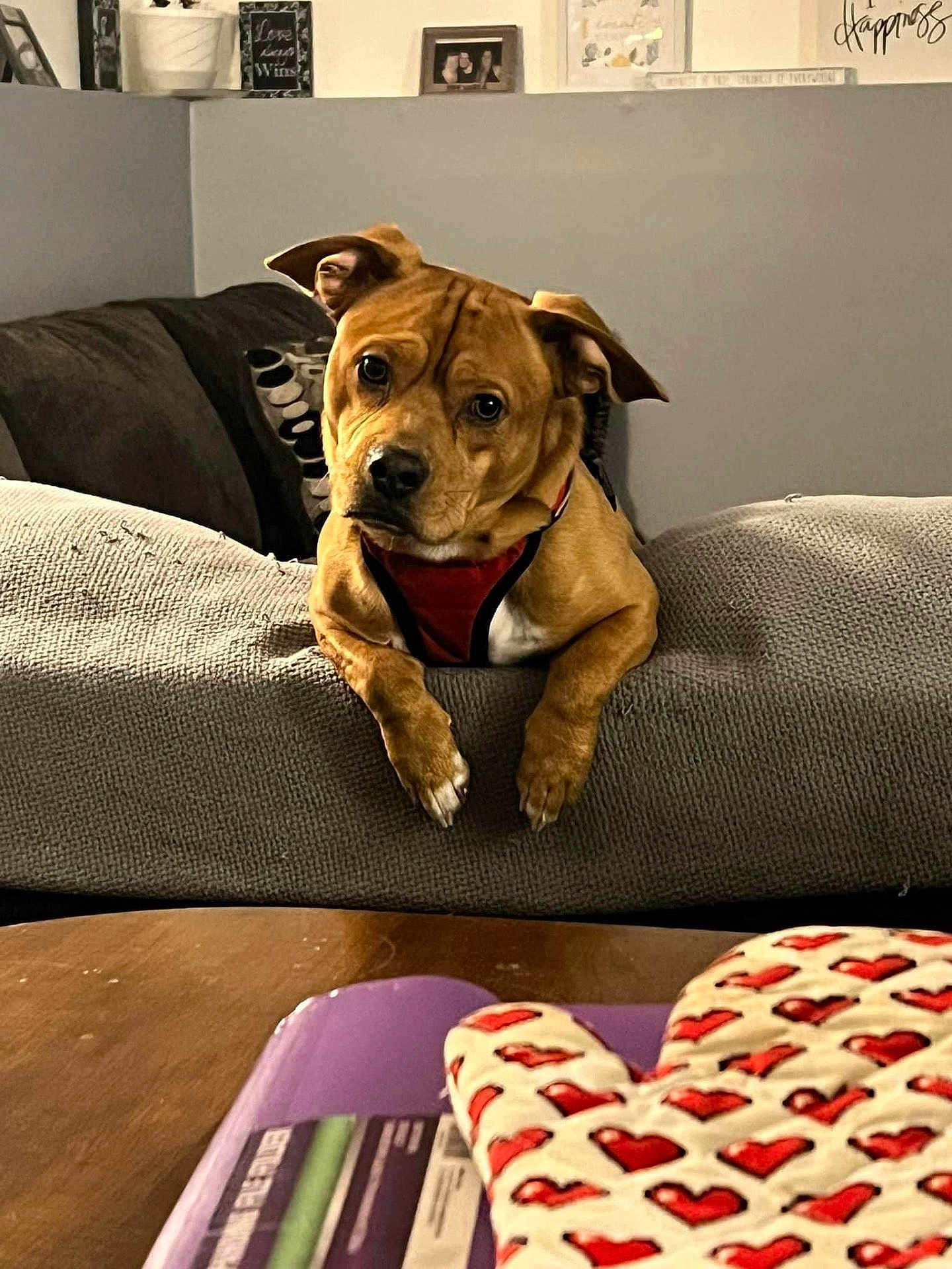 Zeus joined the competition — help win amazing prizes! dog, brown_dog, couch, indoor, living_room, furniture, table, oven_mitt, heart_pattern, red_harness, curious, pet, cozy, wooden_table, decor, pillow, blanket, domestic_animal, animal, canine