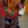 Jinko a rejoint le concours — aidez-le/la à gagner de superbes lots ! accessory, animal, blanket, brown_fur, canine, close_up, costume, cute, dog, fur, happy, hat, indoor, mammal, pet, plaid_shirt, red_suspender, sitting, tile_floor, tongue_out