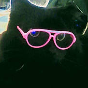 Mr Crowley is registered to the contest to win money with this photo: carmine, electric_blue, eye_glass_accessory, eyewear, fashion_accessory, felidae, font, glass, glasses, goggles, graphics, magenta, pattern, personal_protective_equipment, purple, small_to_medium_sized_cats, sunglasses, tints_and_shades, violet, vision_care