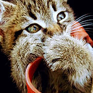Bittys joined the competition — help win amazing prizes! kitten, cat, paw, fur, close_up, playful, orange_strap, whiskers, curious, cute, pet, animal, feline, young, indoor, texture, soft, face, eyes, nibble
