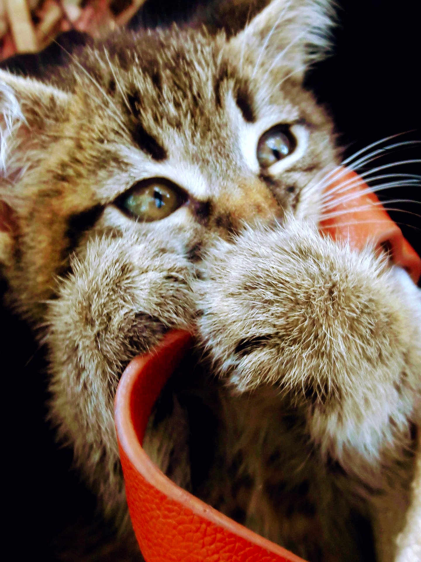 Bittys joined the competition — help win amazing prizes! kitten, cat, paw, fur, close_up, playful, orange_strap, whiskers, curious, cute, pet, animal, feline, young, indoor, texture, soft, face, eyes, nibble