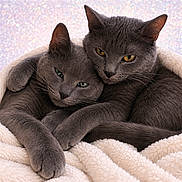 Baby And Buddy is registered to the contest to win money with this photo: cat, cats, gray_cat, snuggling, cozy, blanket, fur, pets, cute, closeup, animal, feline, resting, sleepy, indoor, soft_texture, warm, companion, two_cats, relaxed