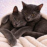 cat, cats, gray_cat, snuggling, cozy, blanket, fur, pets, cute, closeup, animal, feline, resting, sleepy, indoor, soft_texture, warm, companion, two_cats, relaxed