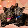 Baby And Buddy joined the competition — help win amazing prizes! cat, cats, gray_cat, pet, animal, feline, collar, heart_tag, snuggling, cute, cozy, blanket, pink, soft, indoor, portrait, closeup, eyes, whiskers, fur