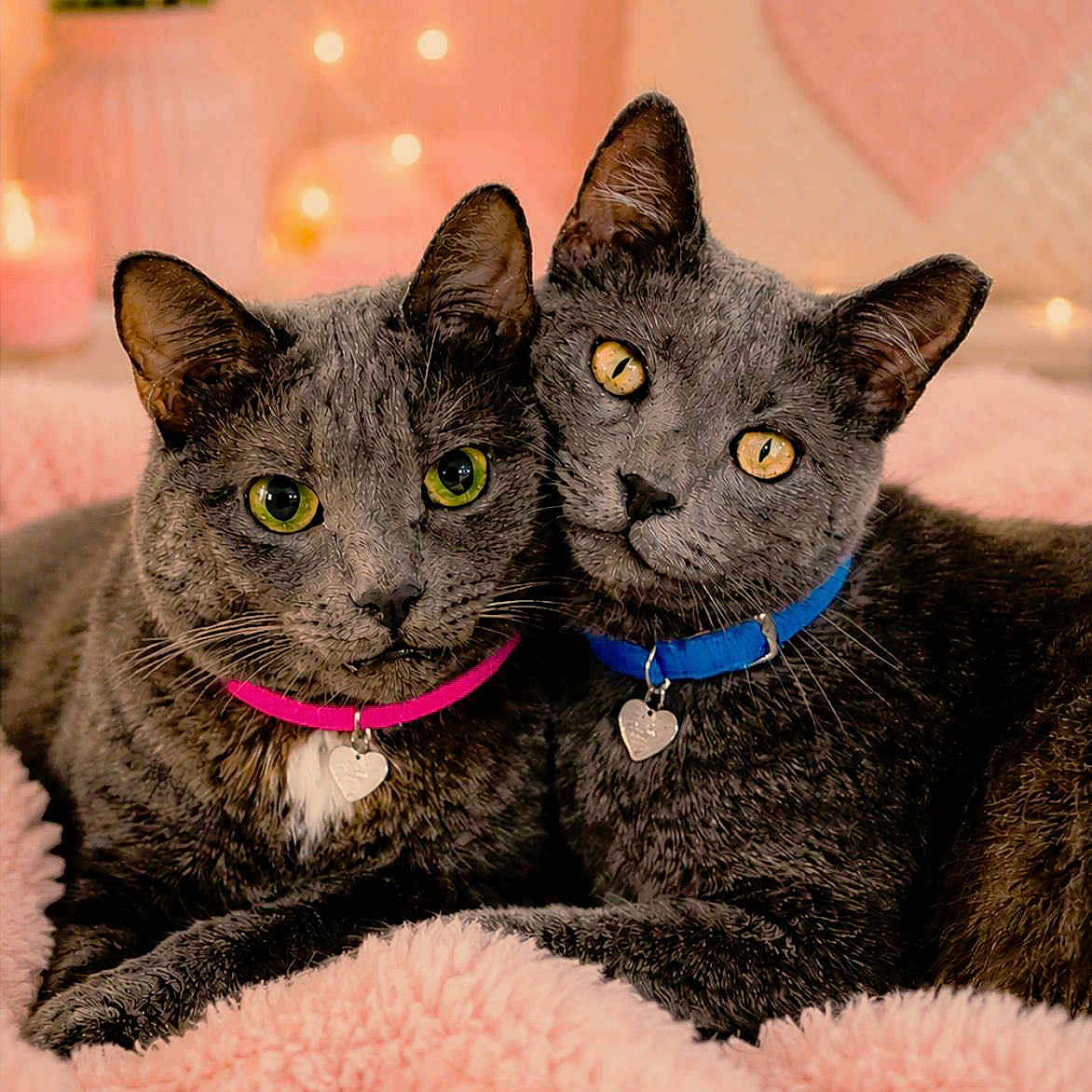 Baby And Buddy joined the competition — help win amazing prizes! cat, cats, gray_cat, pet, animal, feline, collar, heart_tag, snuggling, cute, cozy, blanket, pink, soft, indoor, portrait, closeup, eyes, whiskers, fur