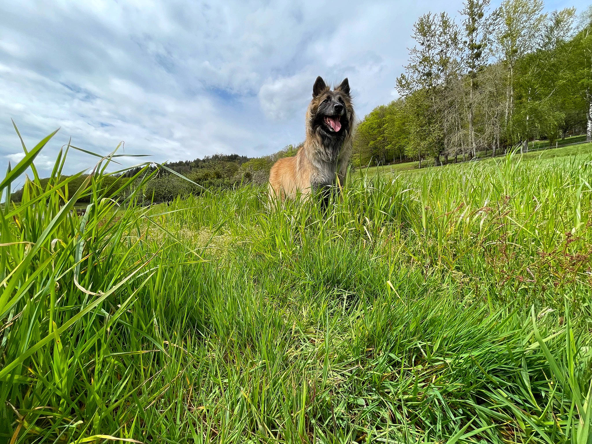 Nouky a rejoint le concours — aidez-le/la à gagner de superbes lots ! canidae, carnivore, cloud, dog, dog_breed, fawn, grass, grassland, herding_dog, landscape, meadow, natural_landscape, pasture, plain, plant, prairie, sky, sporting_group, terrestrial_animal, tree