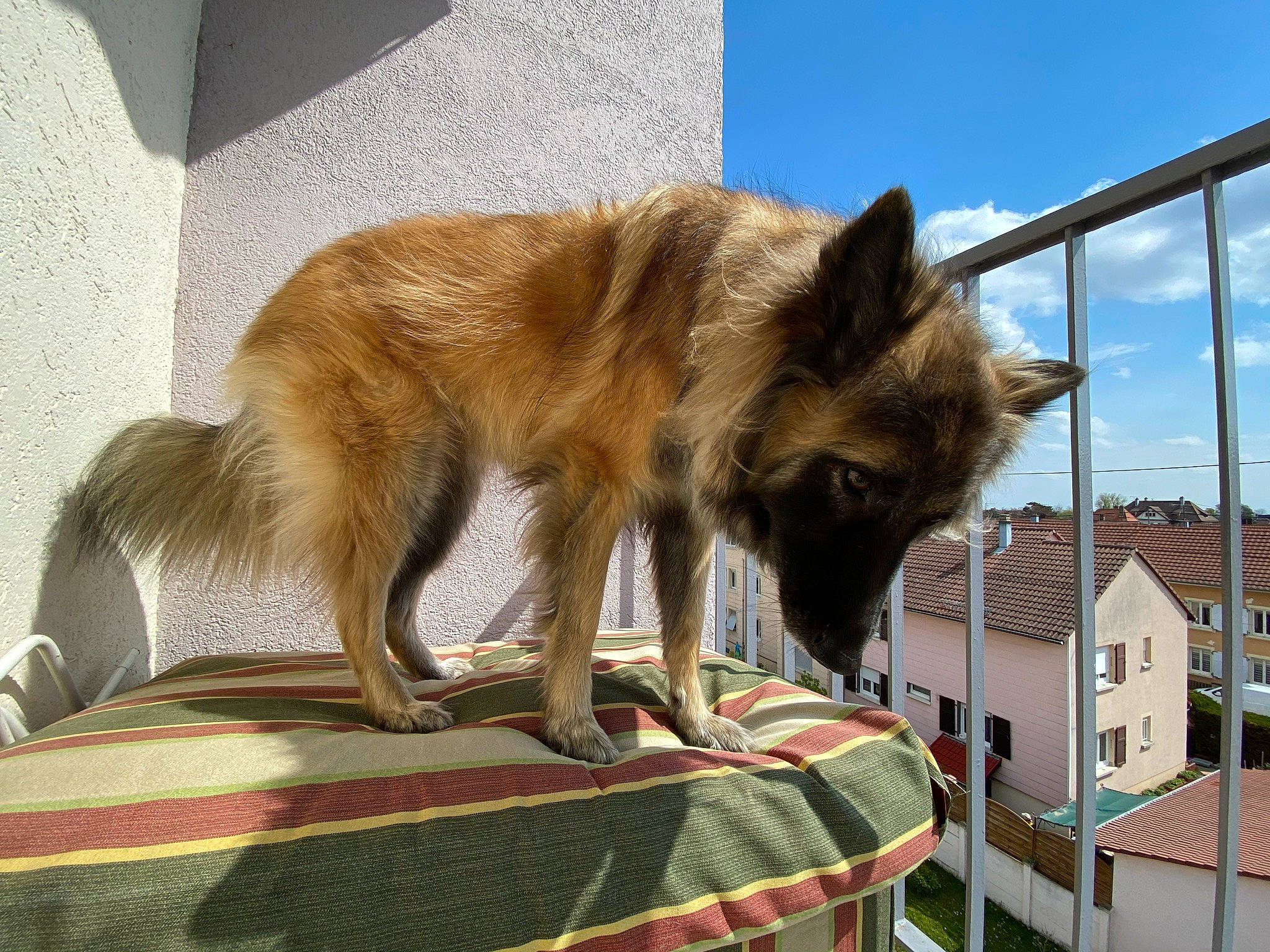 Nouky participe au concours pour gagner de l'argent avec cette photo : canidae, carnivore, cloud, companion_dog, dog, dog_breed, fawn, felidae, fur, german_shepherd_dog, old_german_shepherd_dog, sky, small_to_medium_sized_cats, snout, sporting_group, tail, terrestrial_animal, whiskers, wildlife, window