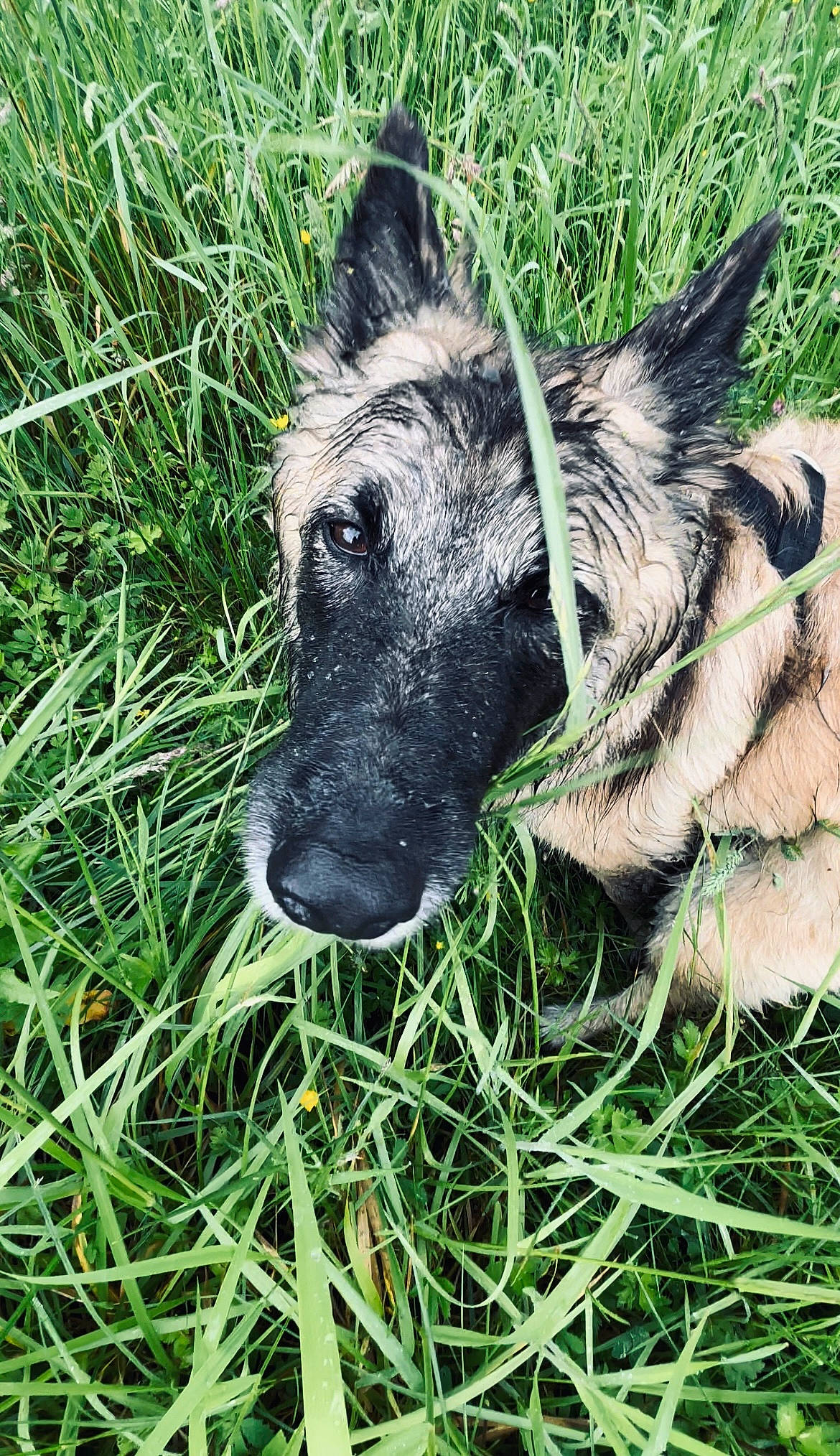 Nouky a rejoint le concours — aidez-le/la à gagner de superbes lots ! canidae, carnivore, companion_dog, dog, dog_breed, fur, grass, grassland, groundcover, herding_dog, lawn, livestock, plant, snout, sporting_group, terrestrial_animal, whiskers, working_animal, working_dog