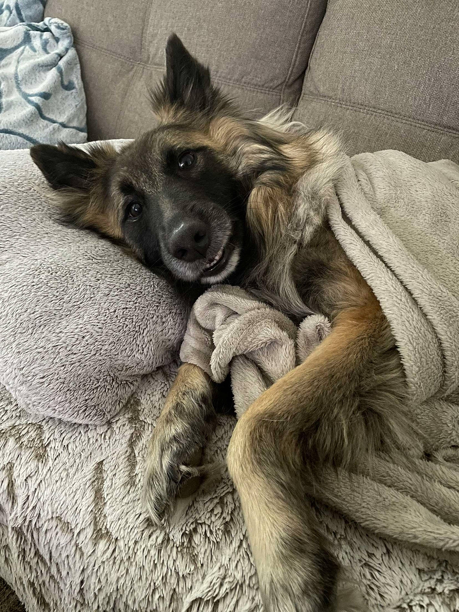 Nouky a rejoint le concours — aidez-le/la à gagner de superbes lots ! bored, canidae, carnivore, comfort, companion_dog, dog, dog_breed, fawn, felidae, fur, gesture, grey, linens, liver, paw, small_to_medium_sized_cats, snout, sporting_group, whiskers, working_animal