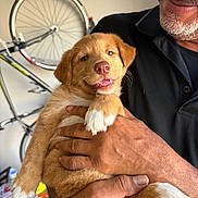 Cooper joined the competition — help win amazing prizes! puppy, dog, golden_fur, white_paws, pet, animal, person, man, beard, glasses, smiling, held, portrait, close_up, bicycle, wheel, indoor, garage, black_shirt, cuddling