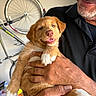 puppy, dog, golden_fur, white_paws, pet, animal, person, man, beard, glasses, smiling, held, portrait, close_up, bicycle, wheel, indoor, garage, black_shirt, cuddling