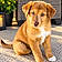Cooper