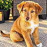 animal, backyard, blue_eyes, brown_fur, dog, floppy_ears, flowers, fur, golden_fur, nose, outdoor, outdoor_furniture, patio, pet, portrait, potted_plant, puppy, sitting, sunlight, white_paws