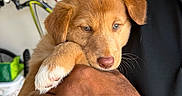 Cooper is registered to the contest to win money with this photo: puppy, dog, golden_brown_fur, floppy_ears, paw, white_paw, sleepy, cute, cuddling, human_arm, close_up, portrait, indoor, bicycle, wall_fan, home, pet, animal, soft_fur, adorable