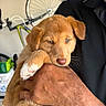 puppy, dog, golden_brown_fur, floppy_ears, paw, white_paw, sleepy, cute, cuddling, human_arm, close_up, portrait, indoor, bicycle, wall_fan, home, pet, animal, soft_fur, adorable