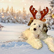 Zoey joined the competition — help win amazing prizes! dog, puppy, snow, winter, reindeer_antlers, costume, sled, bokeh, pine_trees, forest, holiday, christmas, cute, pet, fur, outdoor, playful, lying_down, festive, lights