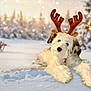 dog, puppy, snow, winter, reindeer_antlers, costume, sled, bokeh, pine_trees, forest, holiday, christmas, cute, pet, fur, outdoor, playful, lying_down, festive, lights