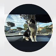 Felix is registered to the contest to win money with this photo: cat, black_and_white, dashboard, car, suburban, street, trees, houses, parked_cars, daytime, sky, window, curious, pet, animal, outdoor_view, vehicle_interior, feline, sunlight, residential_area