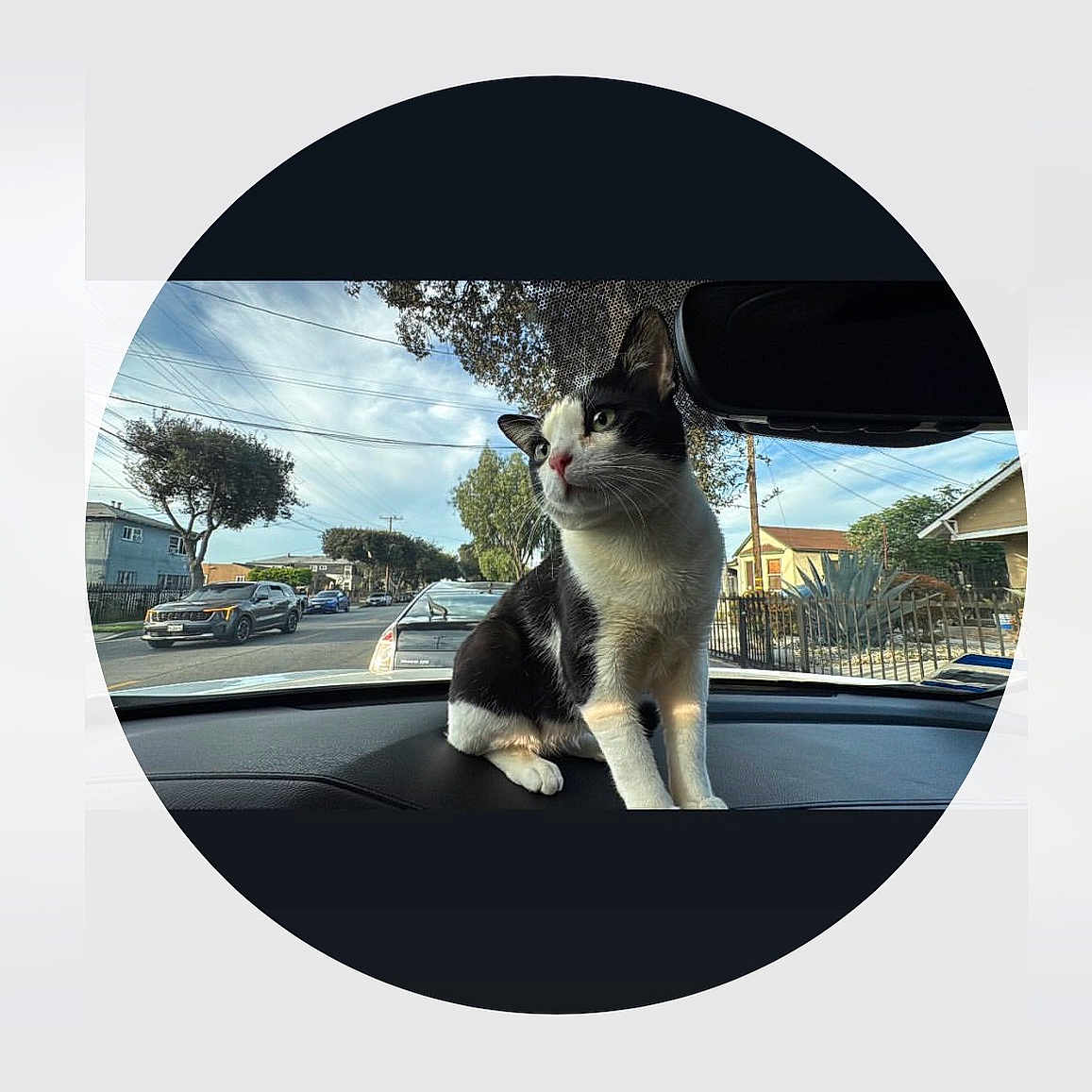Felix is registered to the contest to win money with this photo: cat, black_and_white, dashboard, car, suburban, street, trees, houses, parked_cars, daytime, sky, window, curious, pet, animal, outdoor_view, vehicle_interior, feline, sunlight, residential_area