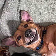 Buzz joined the competition — help win amazing prizes! dog, smiling, pet, canine, ears, teeth, collar, lying_down, blanket, fur, closeup, face, animal, cute, playful, indoor, brown_fur, happy, tongue_out, expression