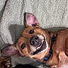 dog, smiling, pet, canine, ears, teeth, collar, lying_down, blanket, fur, closeup, face, animal, cute, playful, indoor, brown_fur, happy, tongue_out, expression
