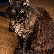 Violette participe au concours pour gagner de l'argent avec cette photo : cat, tortoiseshell, fluffy, green_eyes, pet, animal, feline, sitting, indoor, wooden_floor, fur, long_hair, whiskers, cute, domestic_cat, portrait, looking_at_camera, calm, close_up, household