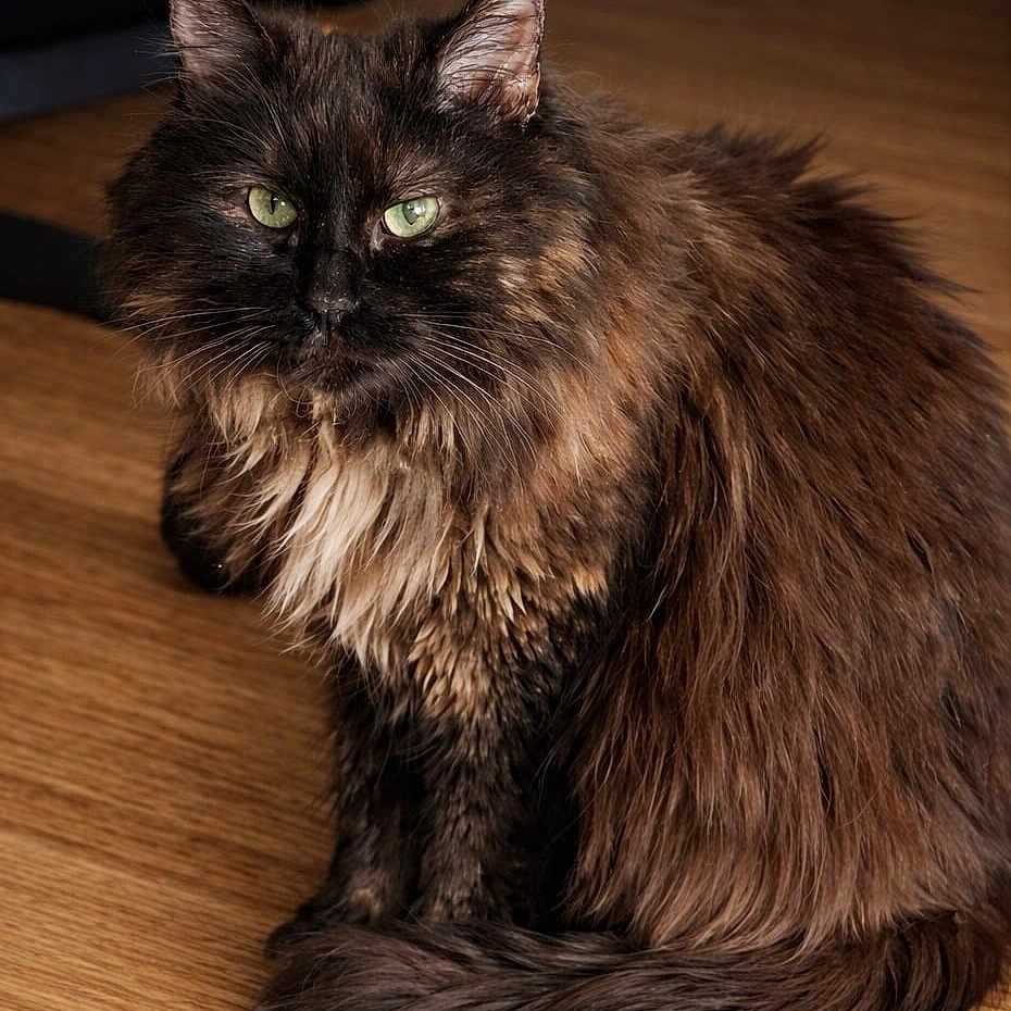Violette participe au concours pour gagner de l'argent avec cette photo : animal, calm, cat, close_up, cute, domestic_cat, feline, fluffy, fur, green_eyes, household, indoor, long_hair, looking_at_camera, pet, portrait, sitting, tortoiseshell, whiskers, wooden_floor