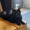Nym a rejoint le concours — aidez-le/la à gagner de superbes lots ! animal, black_cat, cat, cozy, curious, daylight, domestic_cat, ears, feline, fur, home, indoor, looking, pet, relaxed, resting, whiskers, window, wooden_surface, yellow_eyes