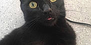 Nym a rejoint le concours — aidez-le/la à gagner de superbes lots ! animal, black_cat, black_fur, cat, close_up, curious, cute, domestic_cat, ears, floor, fur, indoor, lying_down, mischievous, pet, playful, portrait, tongue_out, whiskers, yellow_eyes
