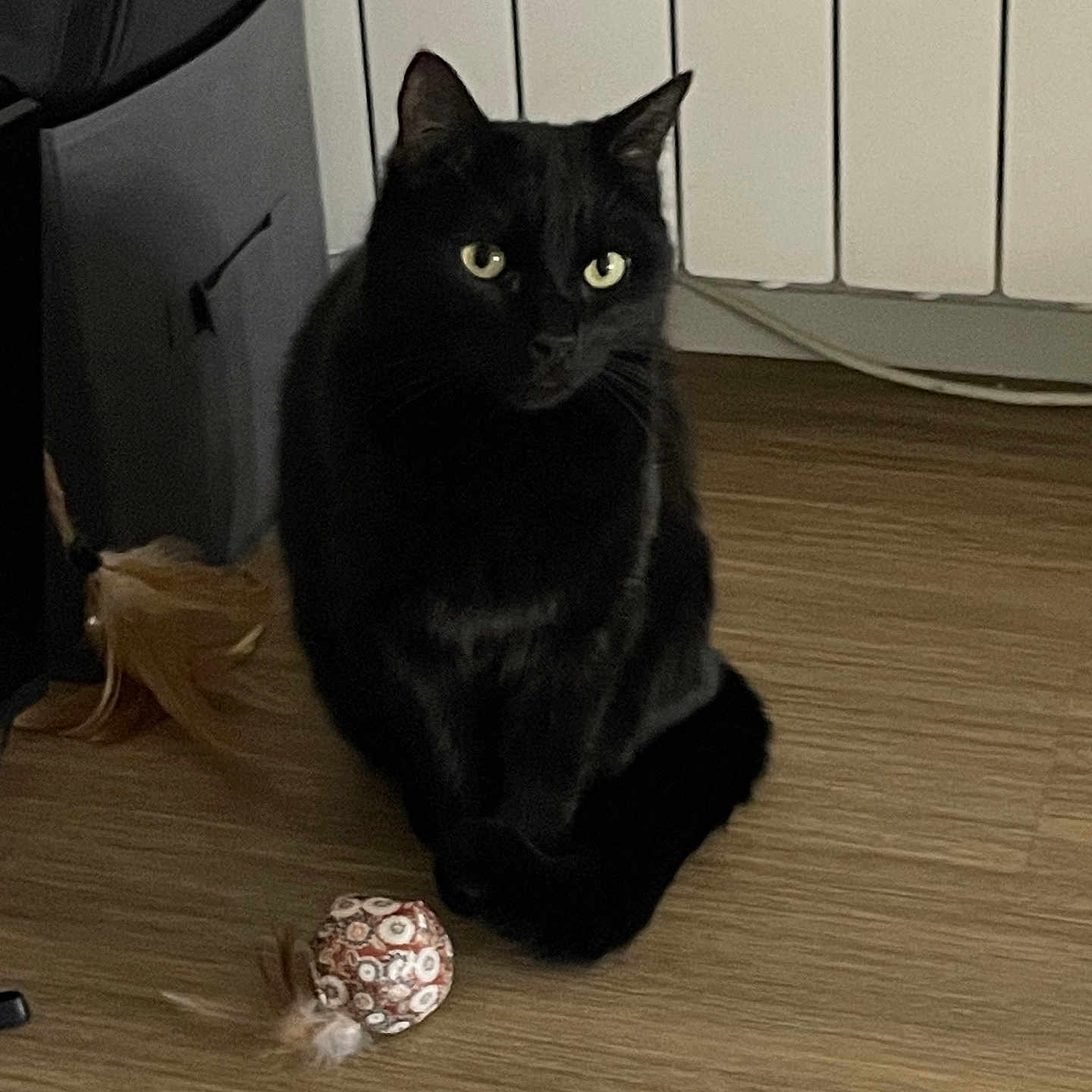 Nym a rejoint le concours — aidez-le/la à gagner de superbes lots ! animal, black_cat, cat, cozy, domestic, feather, feline, flooring, fur, household, indoor, pet, pet_toy, playful, quiet, radiator, shadow, sitting, wooden_floor, yellow_eyes