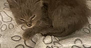Neo participe au concours pour gagner de l'argent avec cette photo : adorable, animal, blanket, cat, comfort, cozy, cute, domestic_animal, feline, fluffy, fur, indoor, kitten, paw_prints, pet, resting, sleep, sleeping, small, young