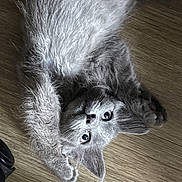 Neo participe au concours pour gagner de l'argent avec cette photo : animal, cat, close_up, curious, cute, domestic_cat, ears, floor, fur, gray_fur, indoor, kitten, lying_down, paws, pet, playful, relaxed, whiskers, wooden_floor, young