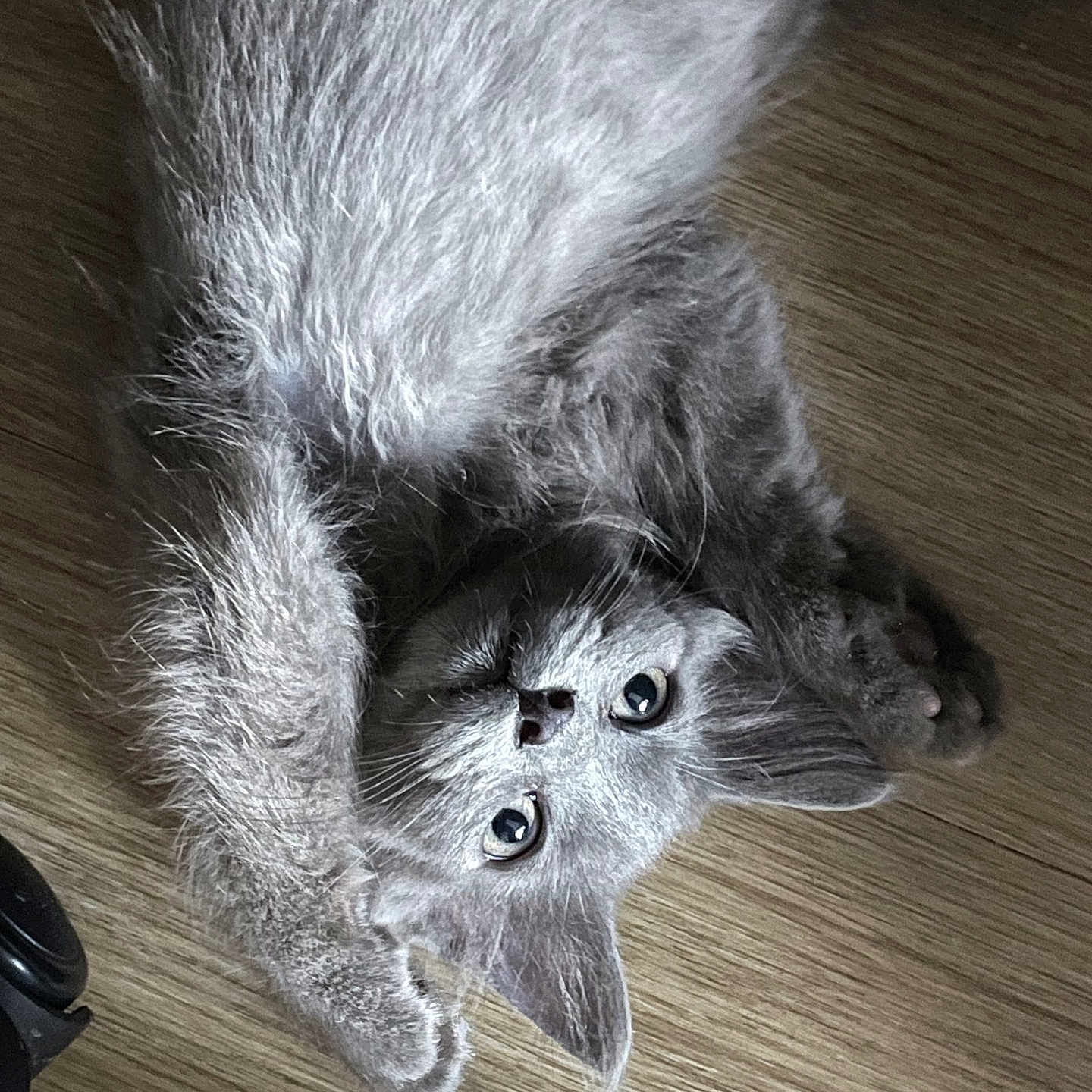 Neo