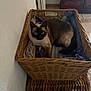 cat, siamese_cat, basket, blanket, blue_eyes, feline, indoor, pet, resting, woven, wooden_furniture, tile_floor, cozy, looking_at_camera, animal, domestic, cute, fur, ears, whiskers
