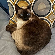 Gardi a rejoint le concours — aidez-le/la à gagner de superbes lots ! cat, siamese_cat, blue_eyes, pet, animal, feline, indoor, blanket, pillow, pattern, geometric_pattern, brown_fur, white_fur, resting, alert, curious, soft_texture, cozy, home, domestic_animal