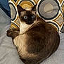 cat, siamese_cat, blue_eyes, pet, animal, feline, indoor, blanket, pillow, pattern, geometric_pattern, brown_fur, white_fur, resting, alert, curious, soft_texture, cozy, home, domestic_animal