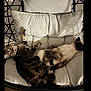 cat, cats, feline, pet, pets, indoor, cushion, chair, resting, sleeping, tabby, siamese, fur, whiskers, tail, relaxing, cozy, domestic, animal, companions
