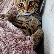 Bourriquet participe au concours pour gagner de l'argent avec cette photo : kitten, tabby_cat, pet, animal, feline, cute, cozy, blanket, soft_texture, indoor, young_cat, fur, whiskers, ears, sleepy, relaxed, resting, comfort, closeup, domestic_cat