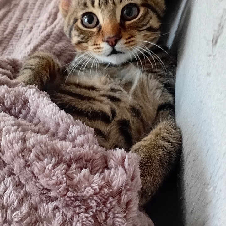 Bourriquet participe au concours pour gagner de l'argent avec cette photo : animal, blanket, closeup, comfort, cozy, cute, domestic_cat, ears, feline, fur, indoor, kitten, pet, relaxed, resting, sleepy, soft_texture, tabby_cat, whiskers, young_cat