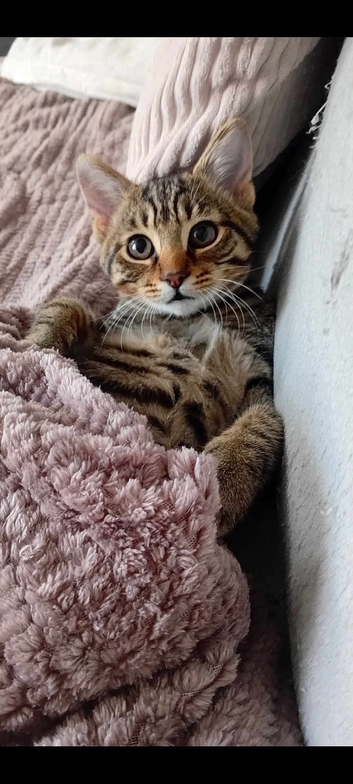 Bourriquet participe au concours pour gagner de l'argent avec cette photo : kitten, tabby_cat, pet, animal, feline, cute, cozy, blanket, soft_texture, indoor, young_cat, fur, whiskers, ears, sleepy, relaxed, resting, comfort, closeup, domestic_cat
