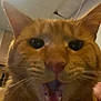 Otis Mctrouble is registered to the contest to win money with this photo: abyssinian, animal, bodypart, cat, closet, cupboard, face, furniture, head, kitten, lighting, manx, mouth, person, pet, plywood, selfie, teeth, tongue, wood