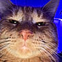 Otis Mctrouble joined the competition — help win amazing prizes! abyssinian, angora, animal, bodypart, brasssection, cat, hardwood, horn, kitten, light, manx, mouth, musicalinstrument, person, pet, purple, siamese, snout, tongue, wood