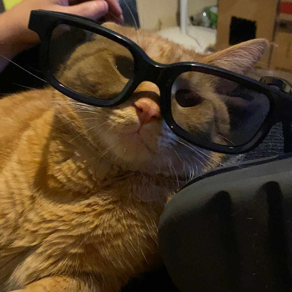 Otis Mctrouble is registered to the contest to win money with this photo: abyssinian, accessories, animal, bodypart, cat, couch, face, finger, furniture, glasses, goggles, hand, head, kitten, manx, person, pet, photography, portrait, sunglasses