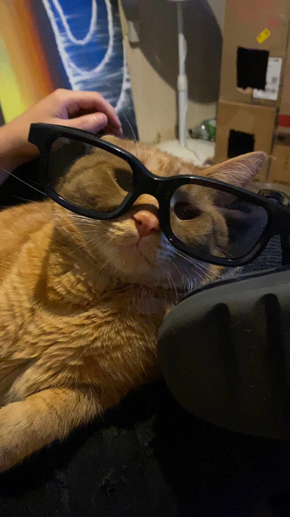 Otis Mctrouble is registered to the contest to win money with this photo: abyssinian, accessories, animal, bodypart, cat, couch, face, finger, furniture, glasses, goggles, hand, head, kitten, manx, person, pet, photography, portrait, sunglasses