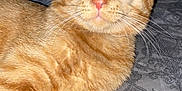 Otis Mctrouble joined the competition — help win amazing prizes! abyssinian, angora, animal, bed, bedroom, bodypart, cat, chair, couch, cushion, furniture, homedecor, indoors, kitten, manx, mouth, person, pet, room, sleeping