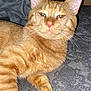 abyssinian, angora, animal, bed, bedroom, bodypart, cat, chair, couch, cushion, furniture, homedecor, indoors, kitten, manx, mouth, person, pet, room, sleeping