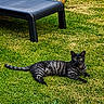Filfil participe au concours pour gagner de l'argent avec cette photo : cat, tabby_cat, grass, lawn, outdoor, animal, pet, chair, lounge_chair, wooden_post, relaxed, greenery, nature, sunlight, resting, feline, striped, curious, daytime, garden
