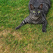 Filfil participe au concours pour gagner de l'argent avec cette photo : cat, gray_tabby, green_eyes, grass, lawn, outdoor, animal, pet, feline, relaxed, lying_down, nature, cute, whiskers, tail, ears, alert, daylight, mammal, domestic