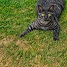 alert, animal, cat, cute, daylight, domestic, ears, feline, grass, gray_tabby, green_eyes, lawn, lying_down, mammal, nature, outdoor, pet, relaxed, tail, whiskers