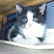 Batman a rejoint le concours — aidez-le/la à gagner de superbes lots ! kitten, cat, animal, pet, black_and_white, resting, indoor, furniture, wood, floor, close_up, young, cute, fur, whiskers, eyes, nose, paws, domestic_animal, small